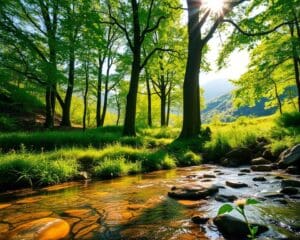 Warum wirken Naturmomente beruhigend?